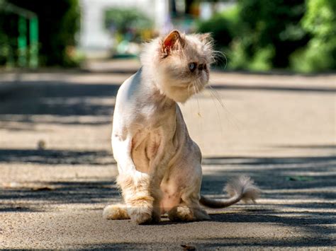 persian cat shaved